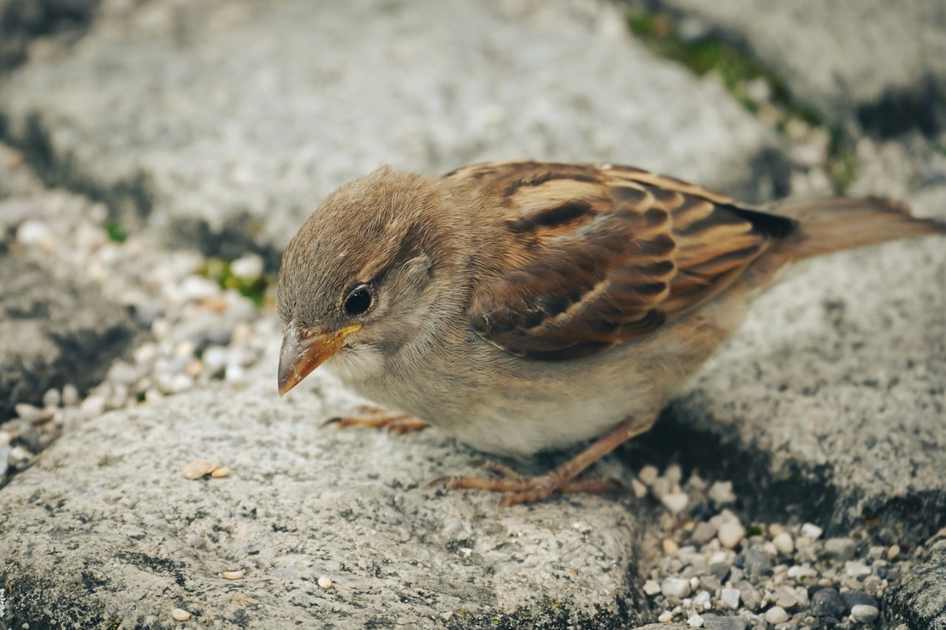 feed7